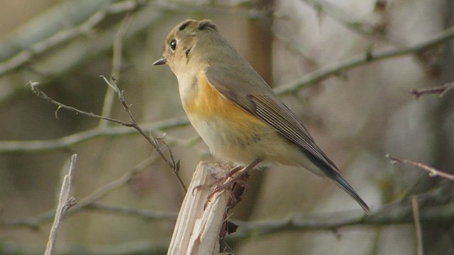 Red-flanked Bluetail - ML517078111