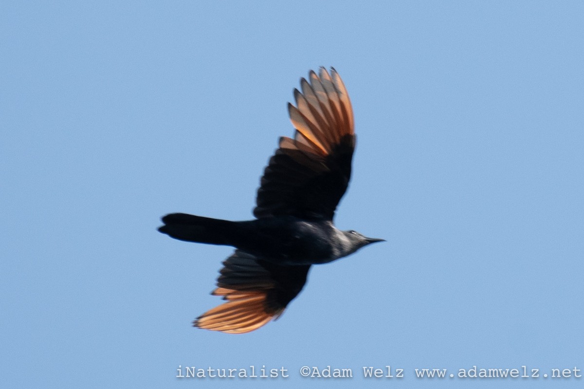 Red-winged Starling - ML517079331