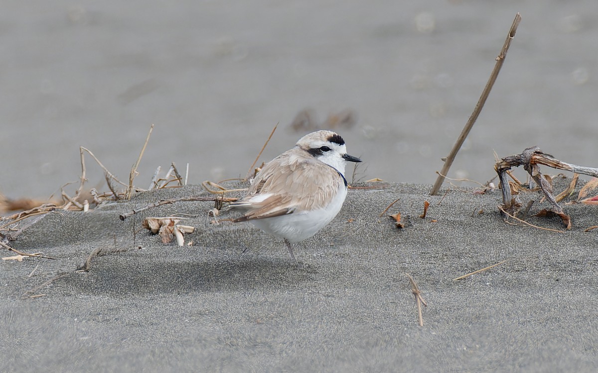 Snowy Plover (occidentalis) - Peter Kennerley