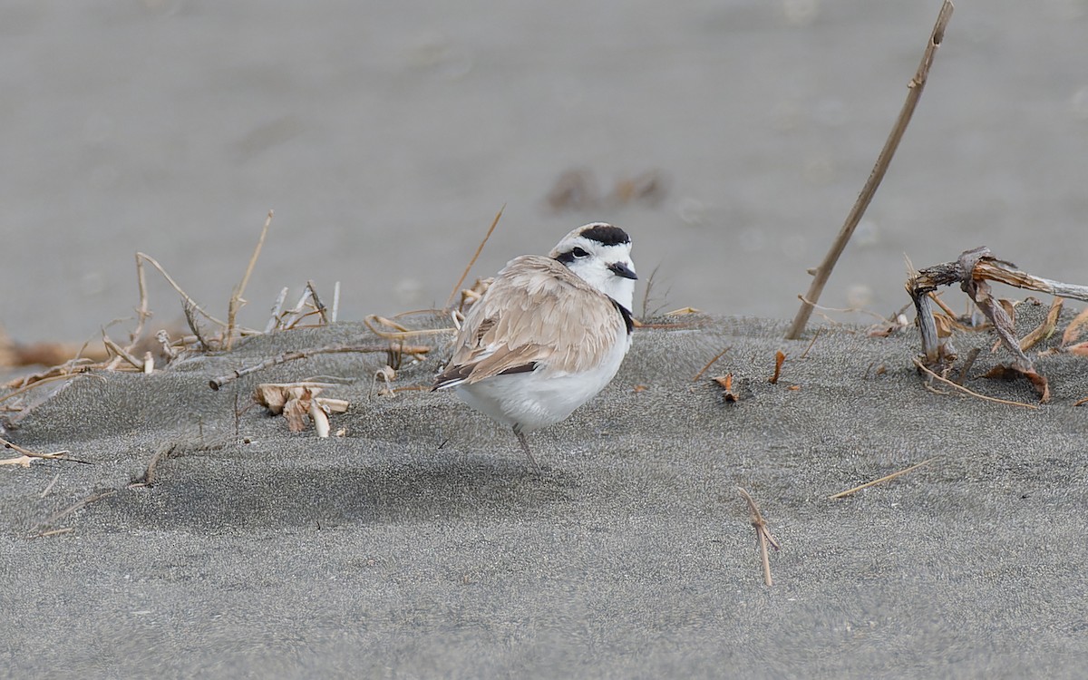 Snowy Plover (occidentalis) - Peter Kennerley