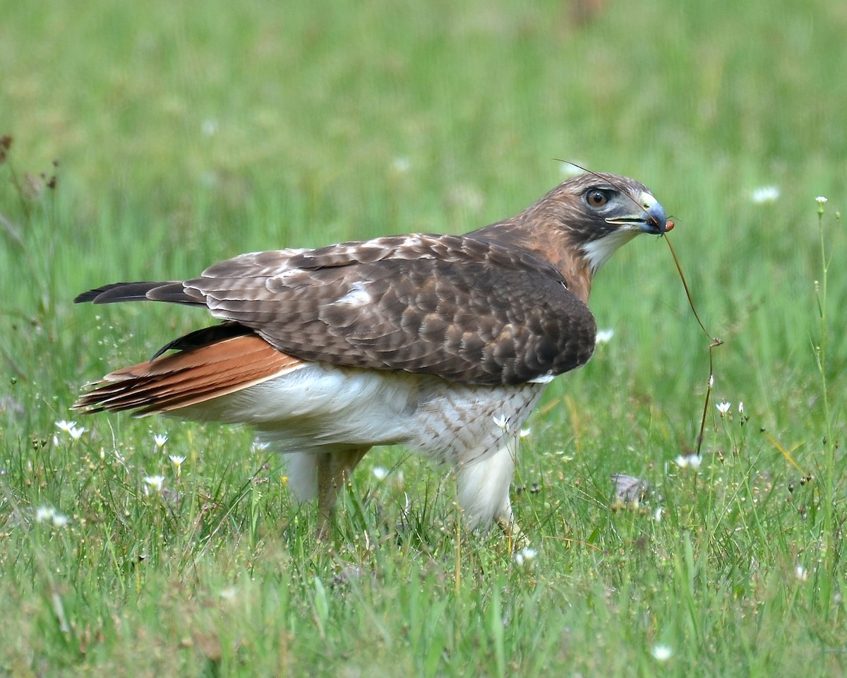 Red-tailed Hawk - ML51708981