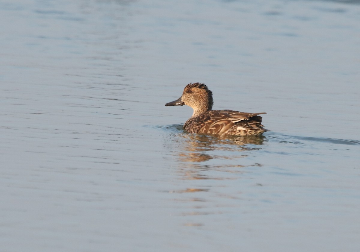 Green-winged Teal - ML517091831