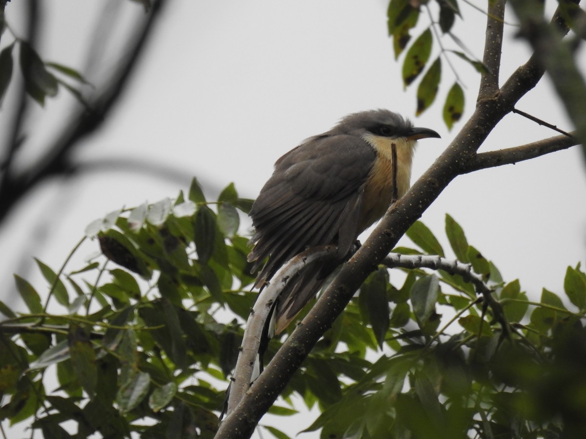 Mangrove Cuckoo - ML517092111