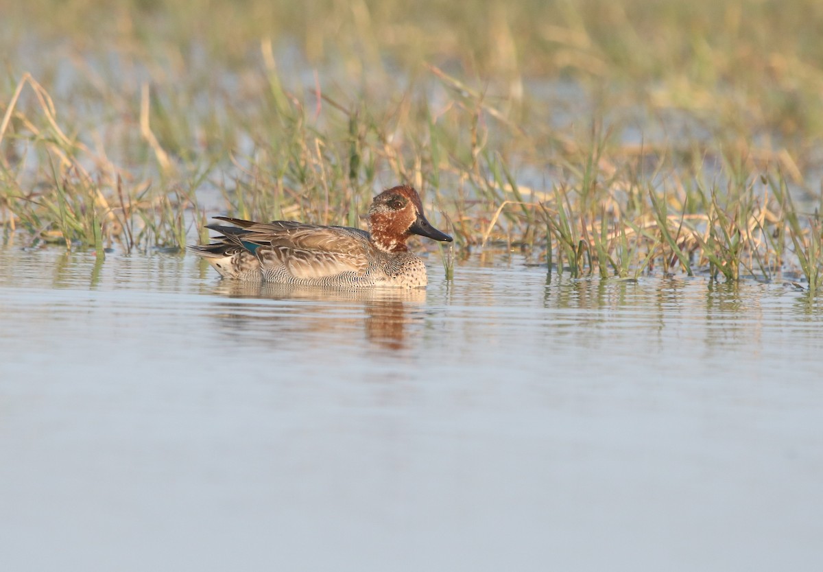 Green-winged Teal - ML517092321