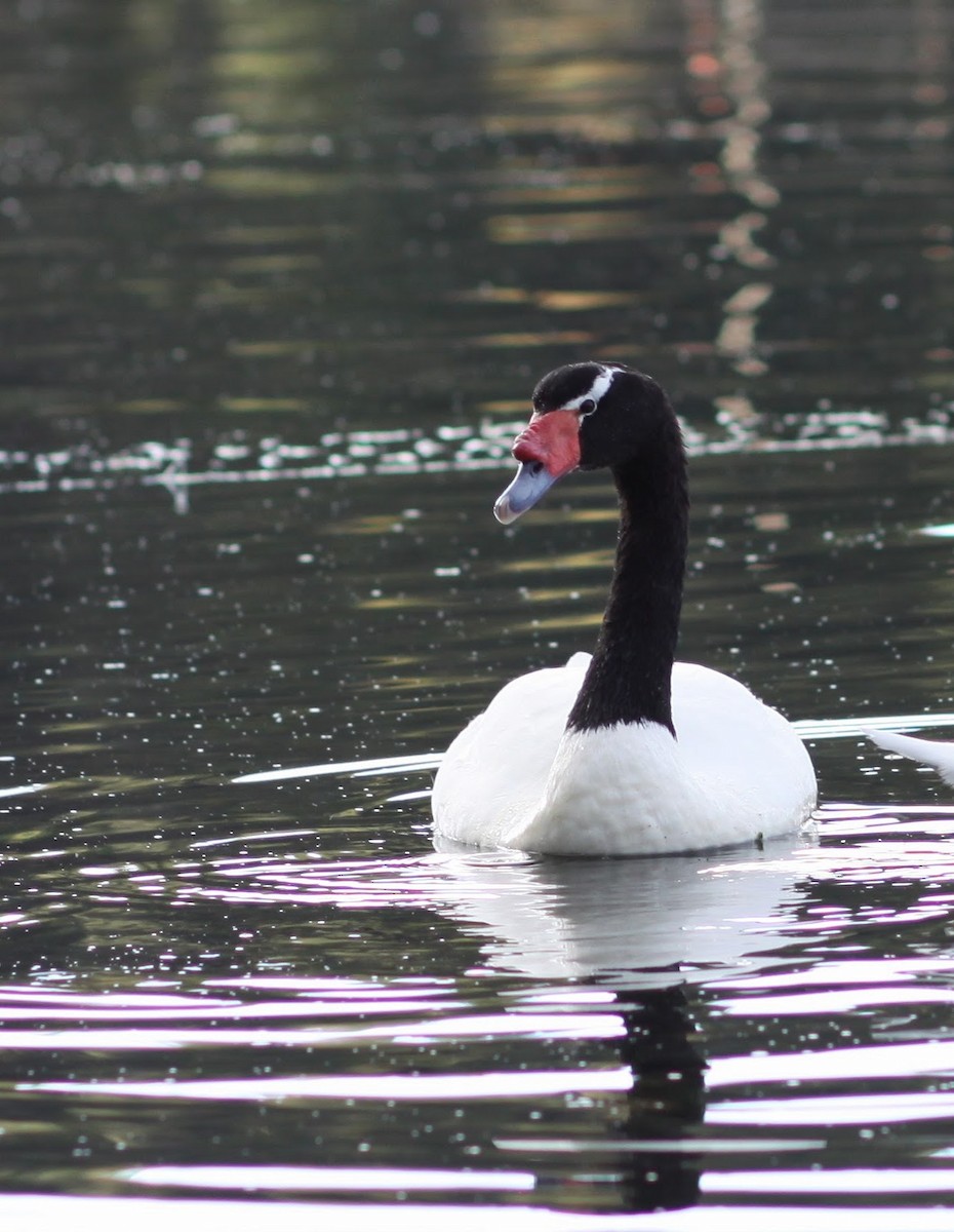 Black-necked Swan - Chloe Marshall