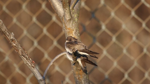Northern Rough-winged Swallow - ML517095441