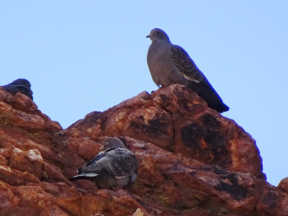 Spot-winged Pigeon - ML517096021