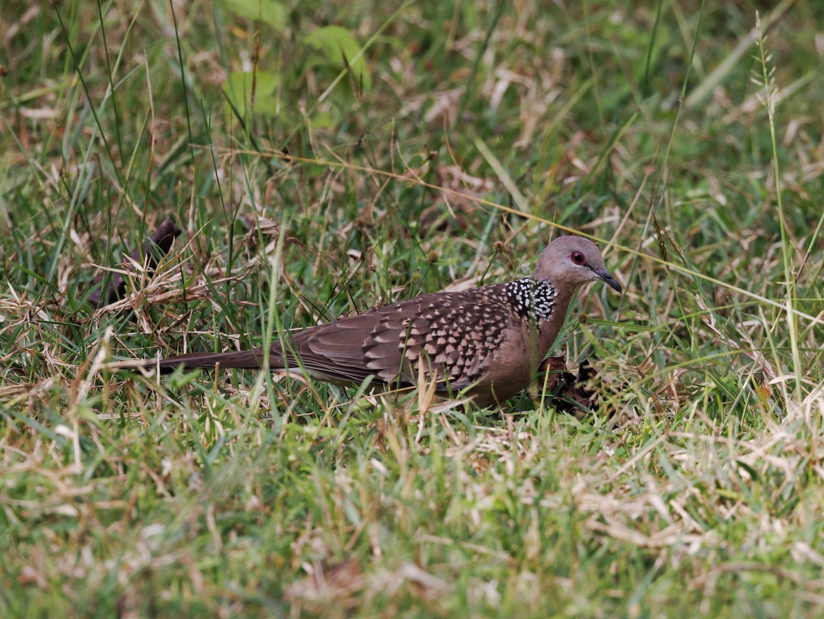 Spotted Dove - ML517096771