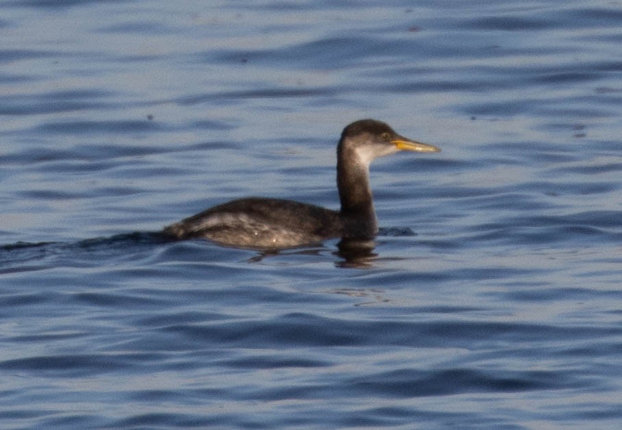 Red-necked Grebe - ML517110511