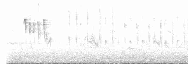 White-crested Tyrannulet (Sulphur-bellied) - ML517110701