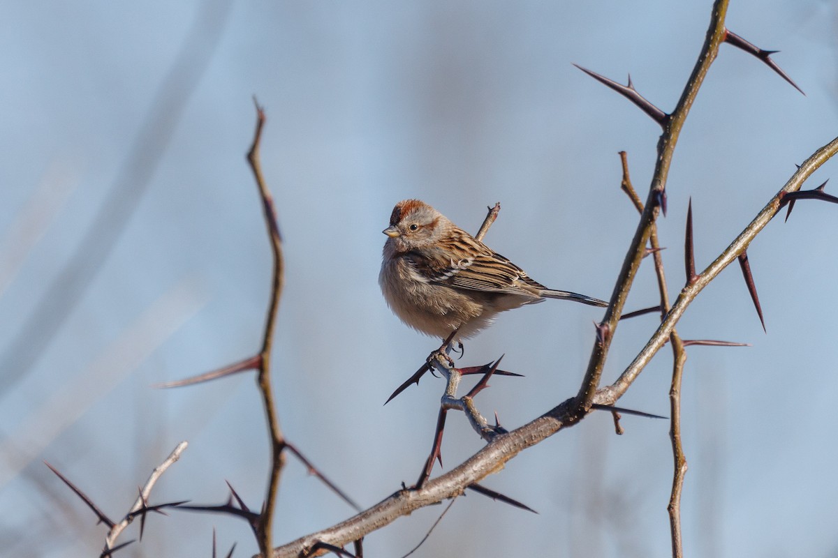 American Tree Sparrow - ML517112021