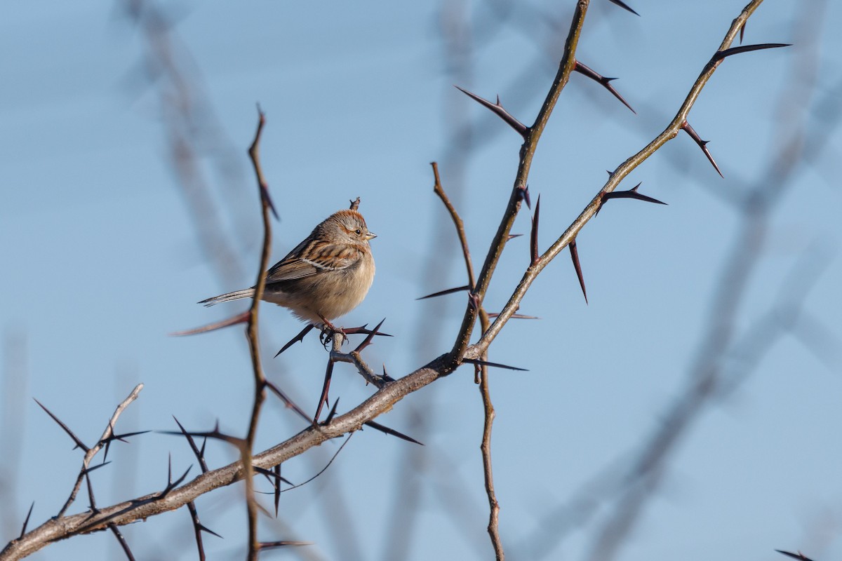 American Tree Sparrow - ML517112091