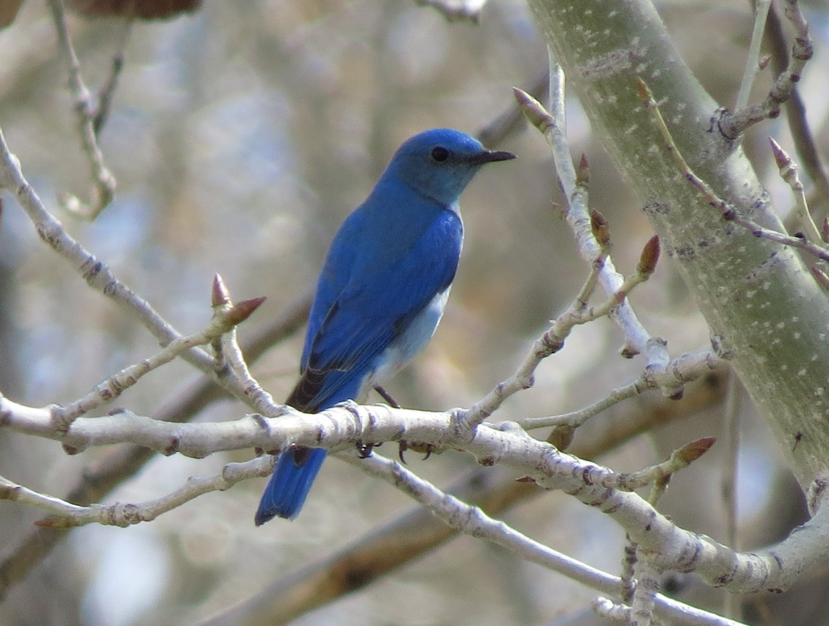 Mountain Bluebird - Sherree Sheide