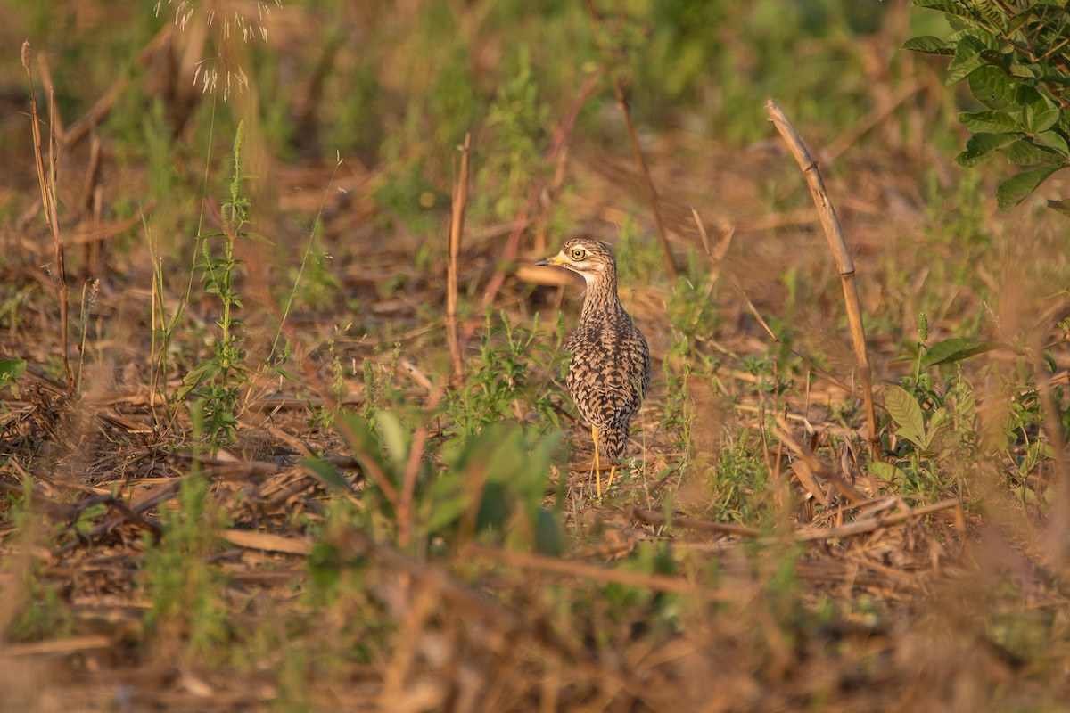 Spotted Thick-knee - ML517117251