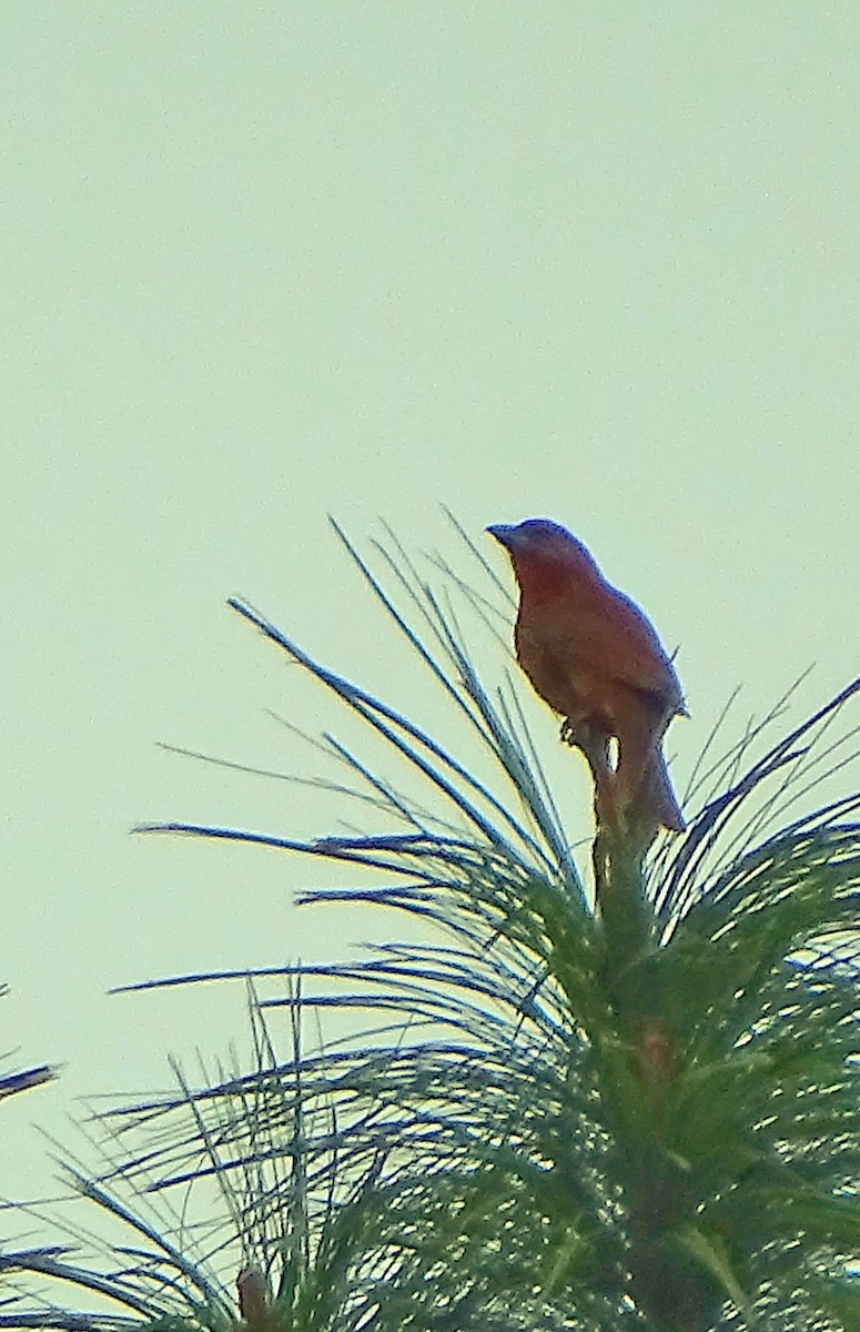 Hepatic Tanager - Alfonso Auerbach