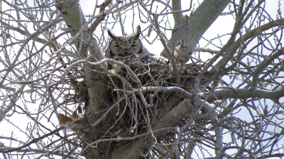 Great Horned Owl - Sherree Sheide