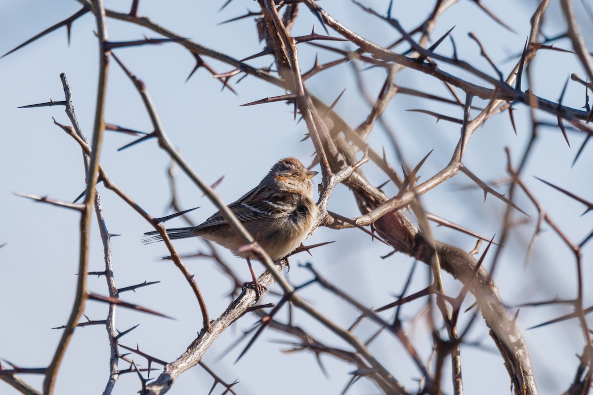 American Tree Sparrow - ML517119161