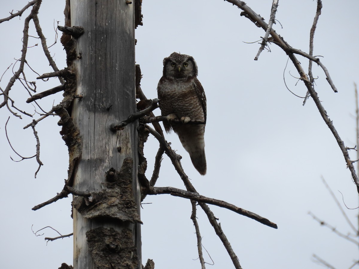 Northern Hawk Owl - ML517120311