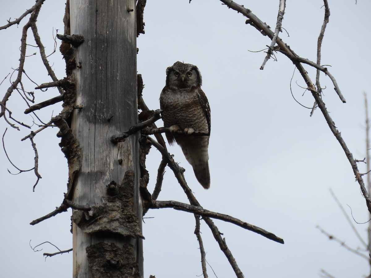 Northern Hawk Owl - ML517120321