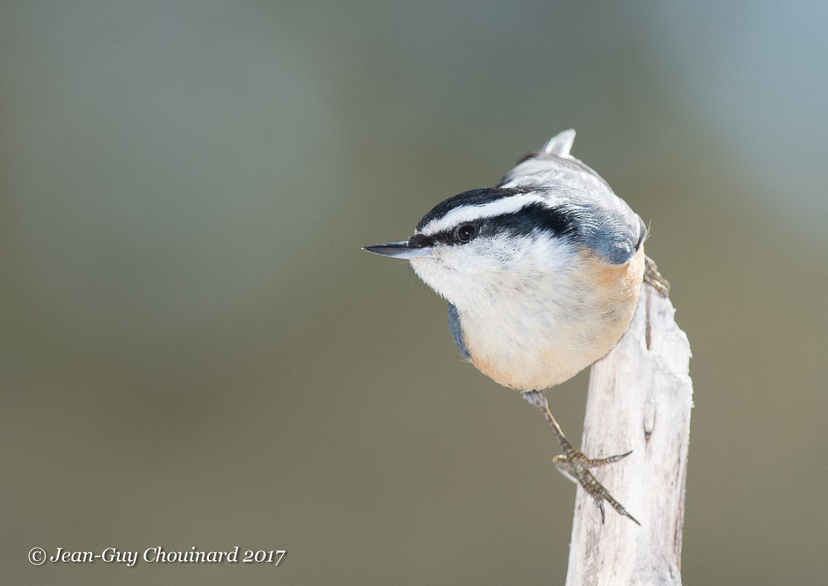 Red-breasted Nuthatch - ML51712071