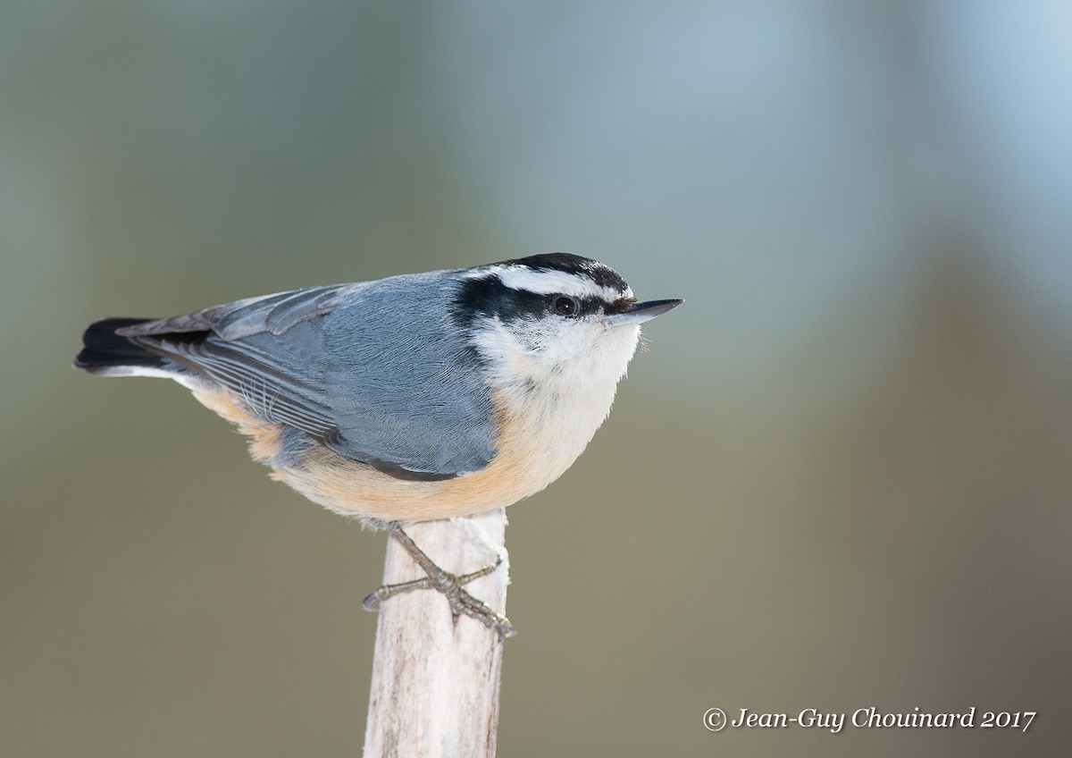 Red-breasted Nuthatch - ML51712091