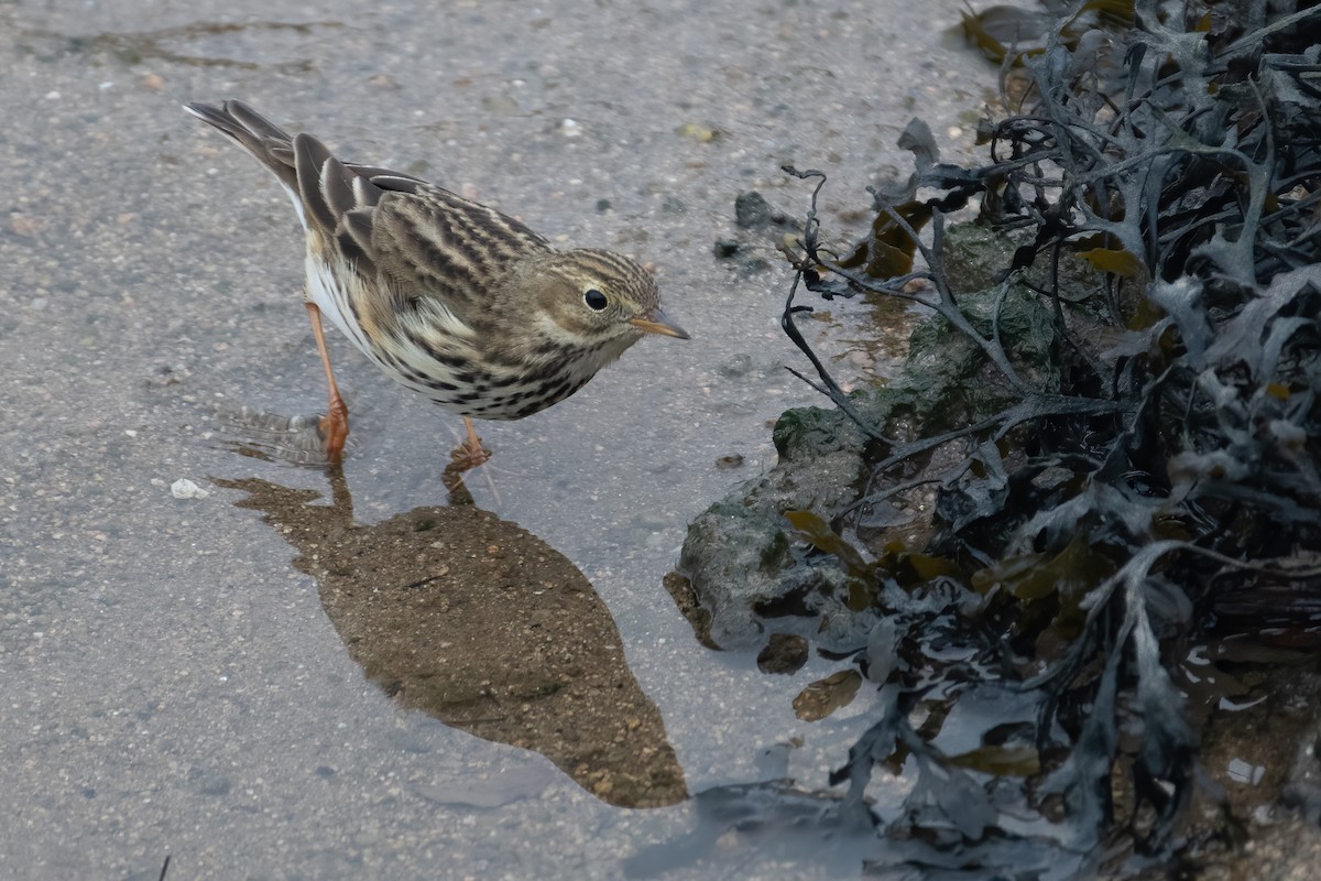 Meadow Pipit - ML517122461