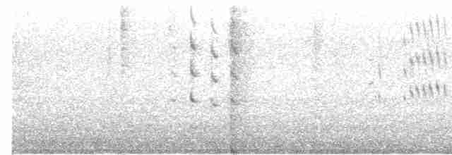husička černobřichá (ssp. fulgens) - ML517124501