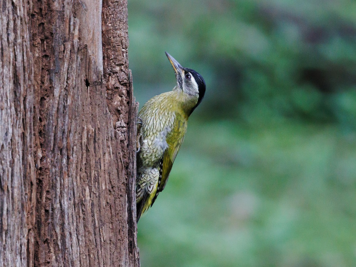 Streak-throated Woodpecker - ML517124521