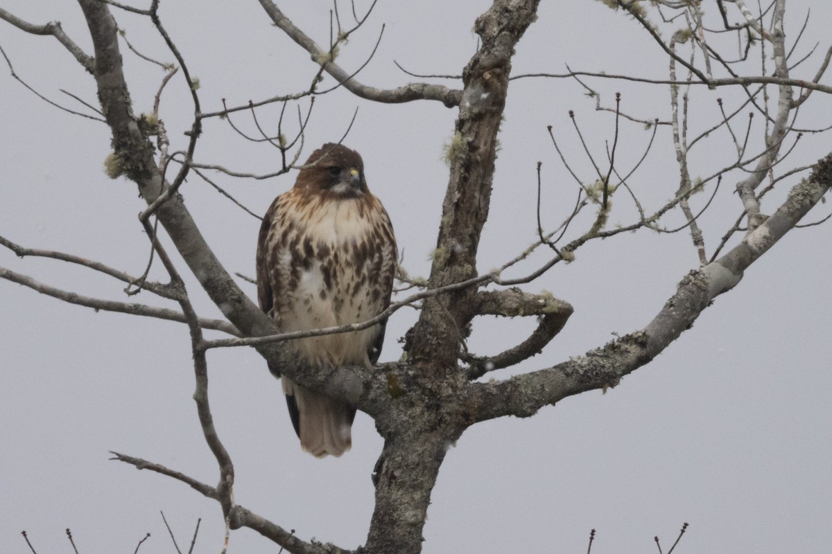 Red-tailed Hawk (abieticola) - ML517126691