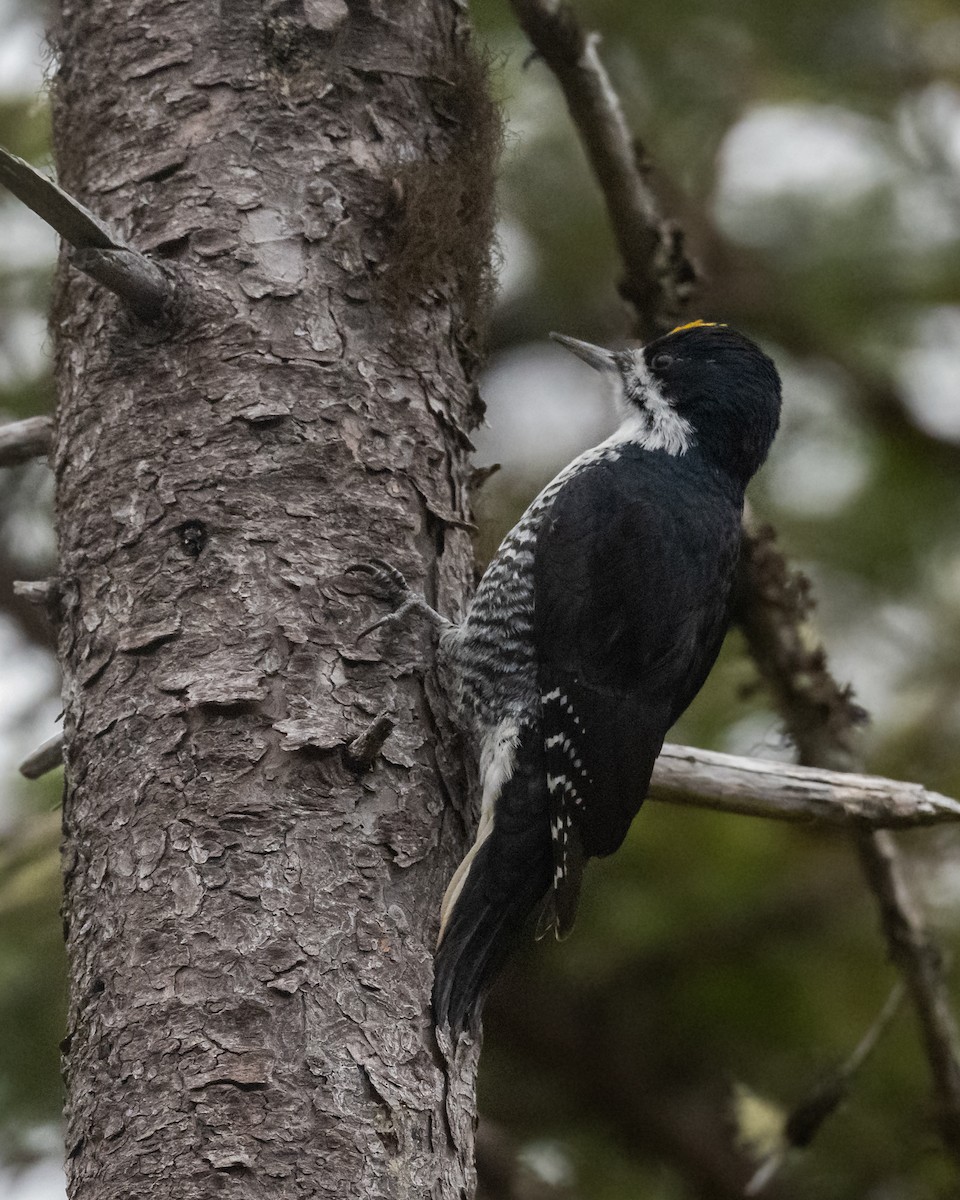 Black-backed Woodpecker - ML517126761