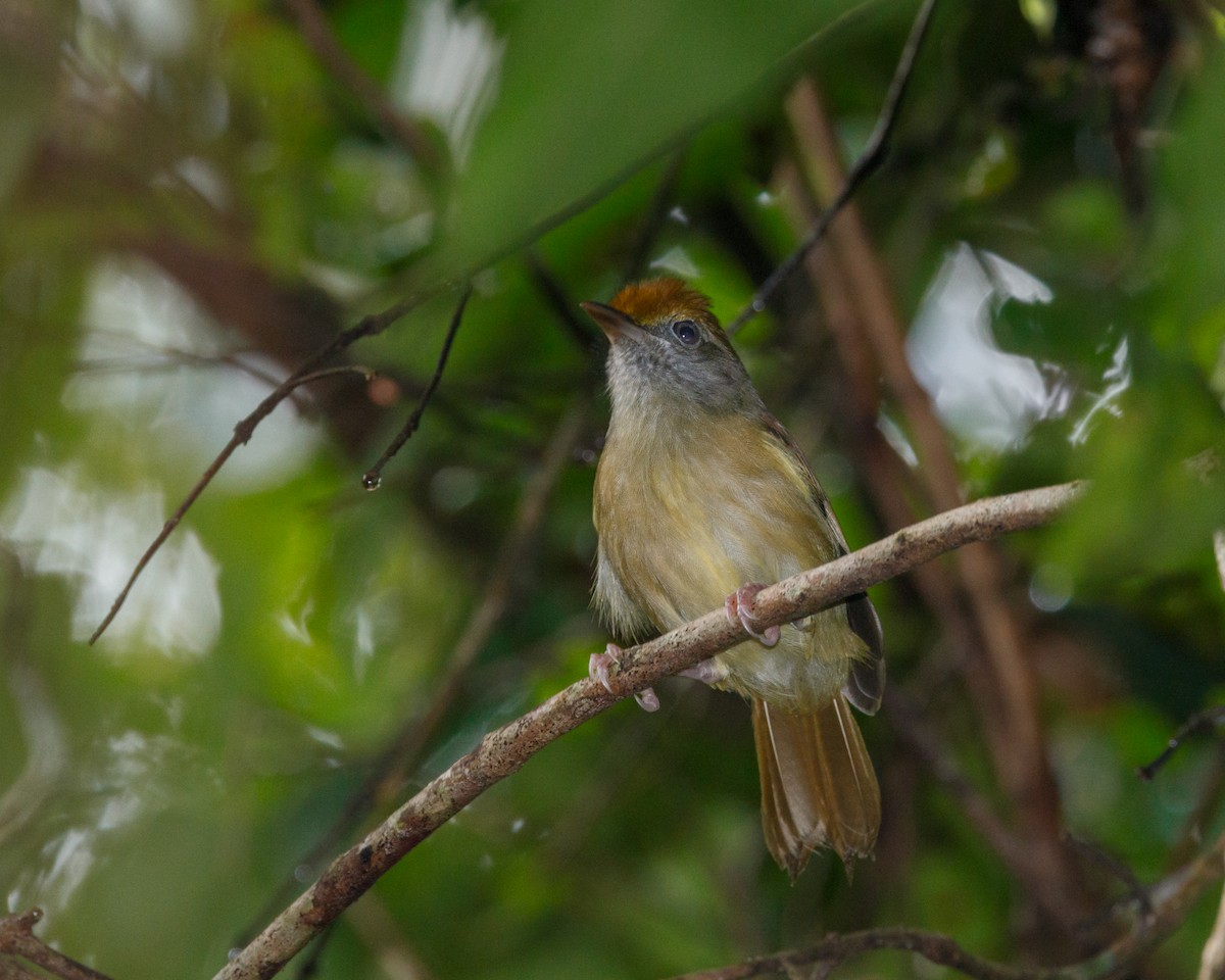 Tawny-crowned Greenlet - ML517133111