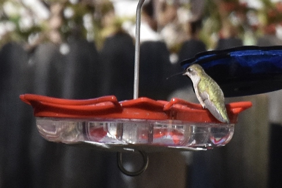 Black-chinned Hummingbird - ML517133921