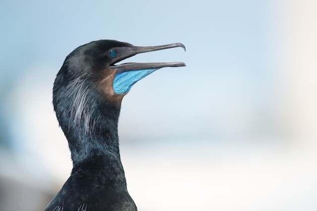 Brandt's Cormorant