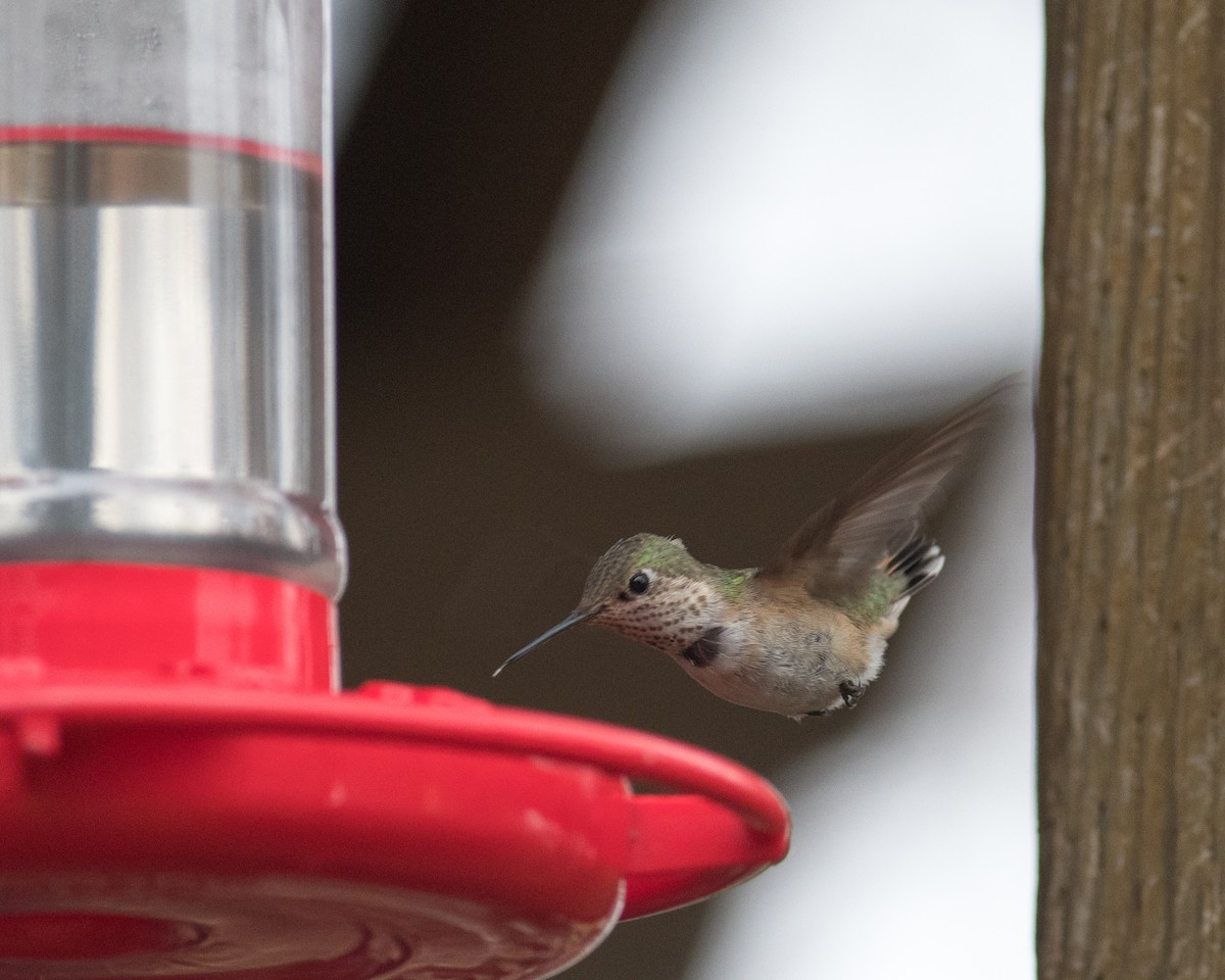Calliope Hummingbird - ML517135681