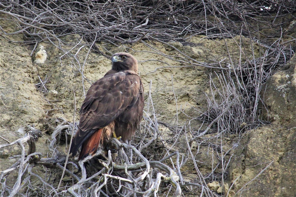 Red-tailed Hawk - ML517140921
