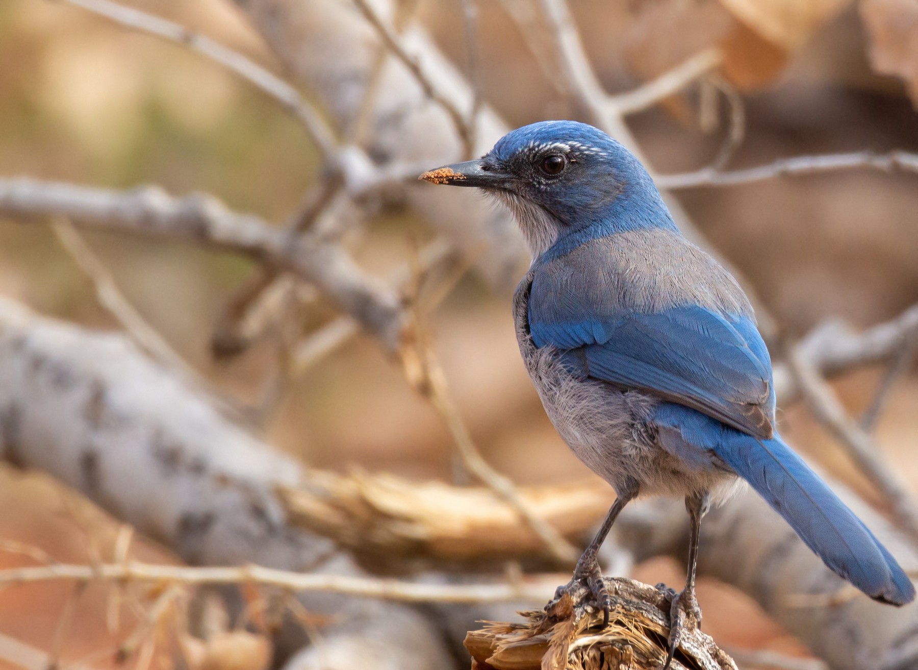 Woodhouse's Scrub-Jay (Woodhouse's) - eBird