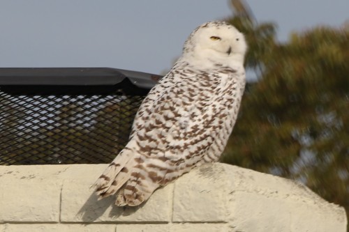 Snowy Owl - ML517146011
