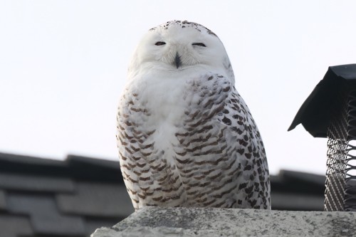 Snowy Owl - ML517146021