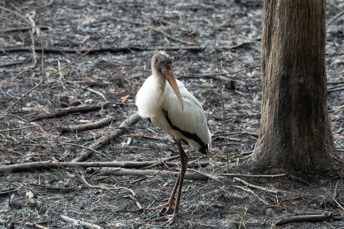 Wood Stork - Chip Davis