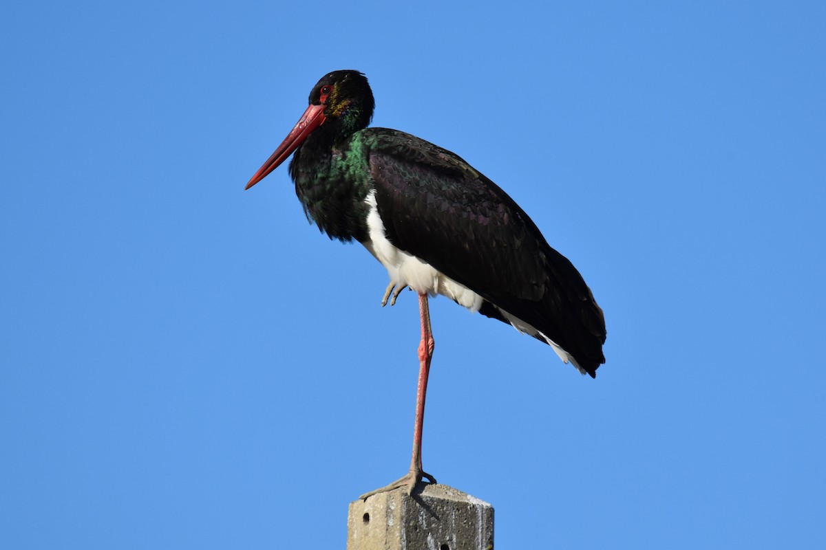 Black Stork - Martí Gonzàlez
