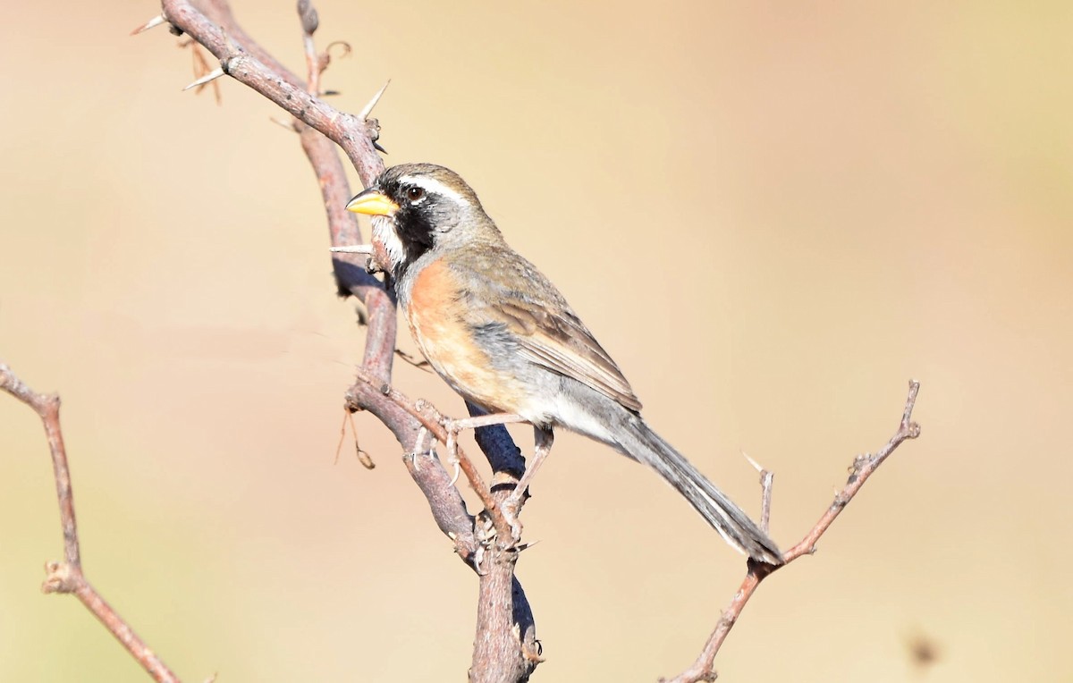 Many-colored Chaco Finch - ML517161881