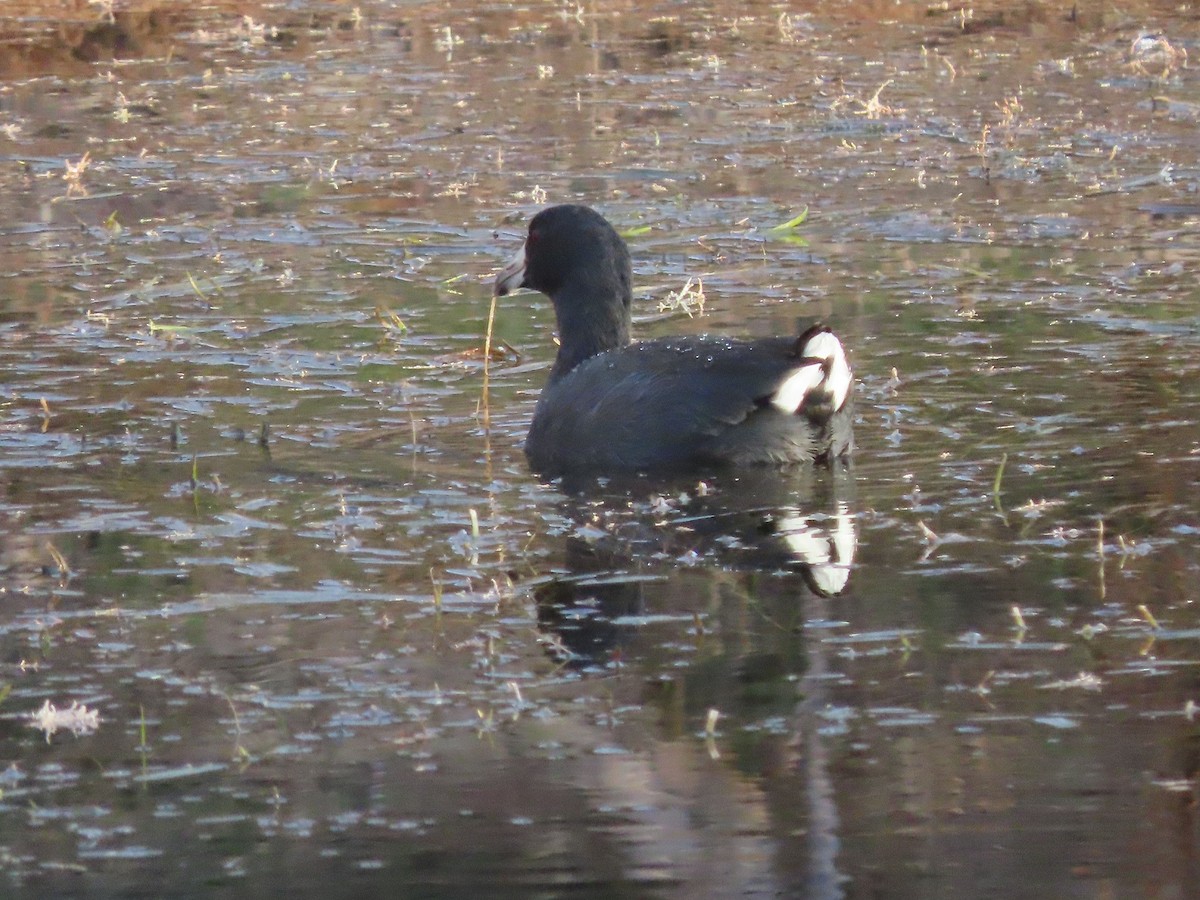 American Coot - Anne (Webster) Leight
