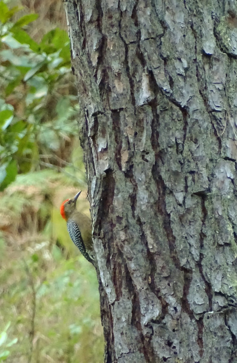 Golden-fronted Woodpecker - Alfonso Auerbach