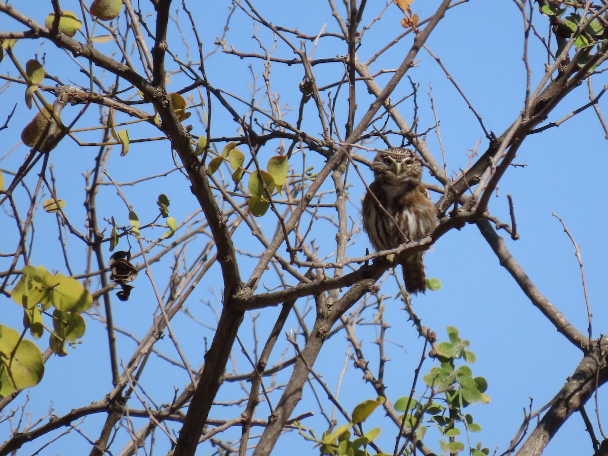 Peruvian Pygmy-Owl - ML517179931