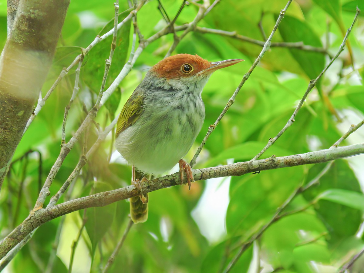 Visayan Tailorbird - Orthotomus castaneiceps - Birds of the World