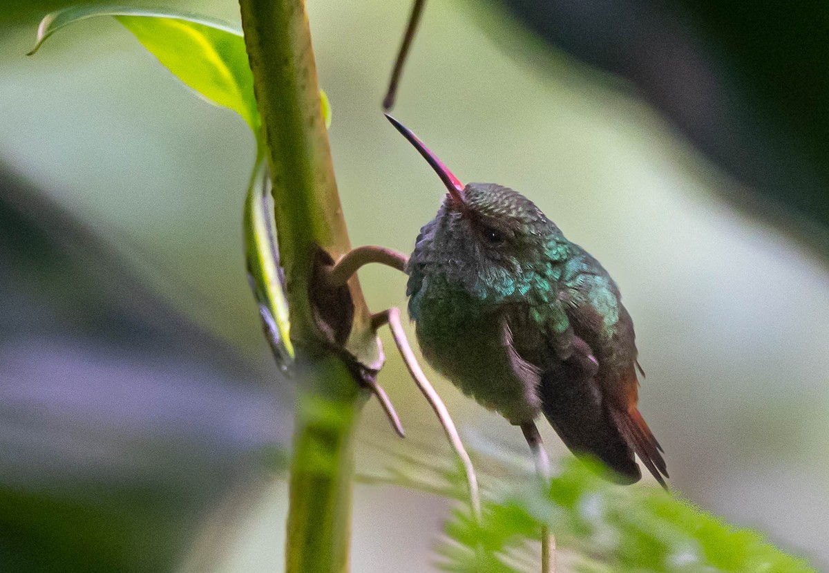 Rufous-tailed Hummingbird - ML517182371