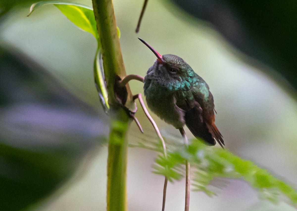 Rufous-tailed Hummingbird - ML517182381