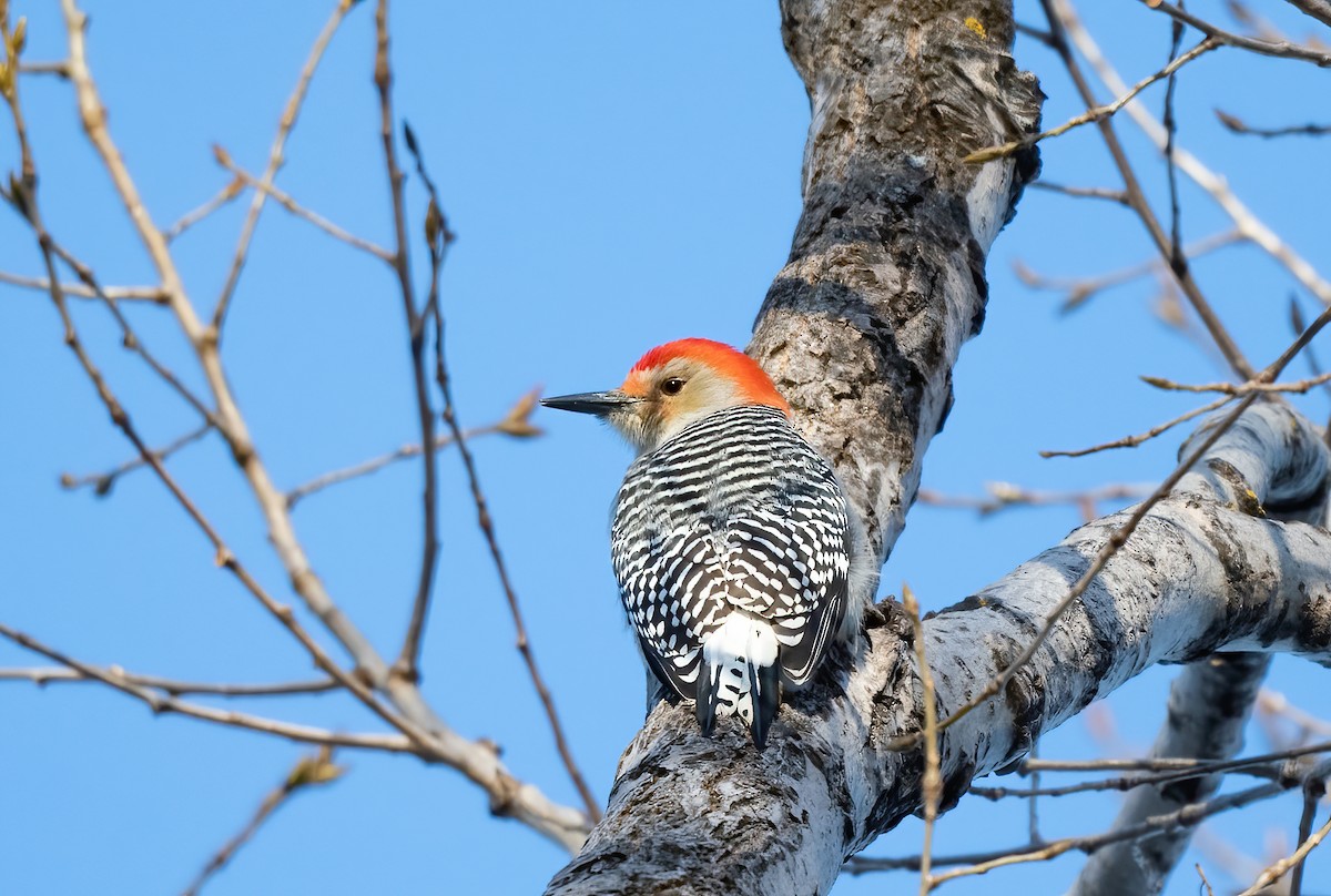Red-bellied Woodpecker - Annie Lavoie