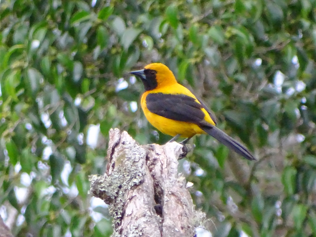 Yellow-backed Oriole - Alfonso Auerbach