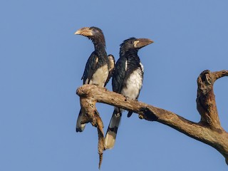  - Piping Hornbill